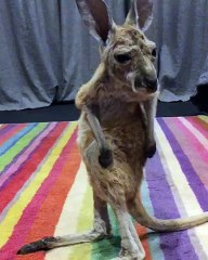 Baby Kangaroo Scratching