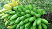Top 10 Health Benefits of Bananas