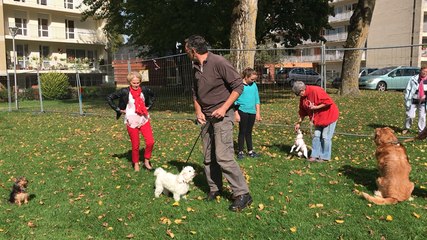 Aue faire si son chien fuit? Et autres questions...