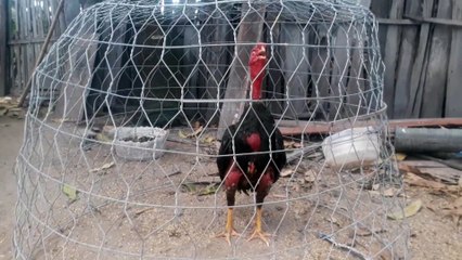 Gà gáy 5 tiếng 2k9