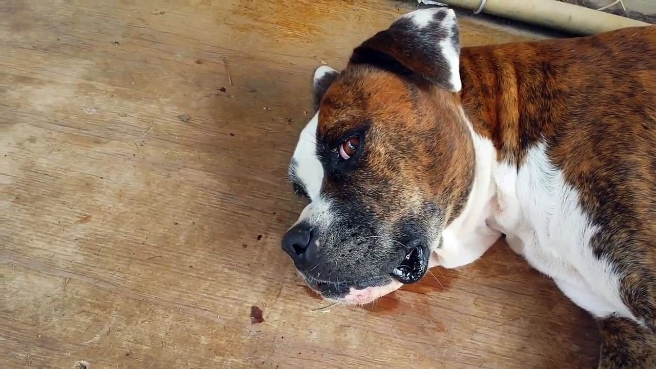 Cette chienne KO en allaitant sa portée de 12 chiots !