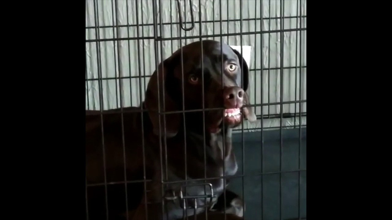 Ce chien s'est coincé la truffe dans la grille de sa cage !!