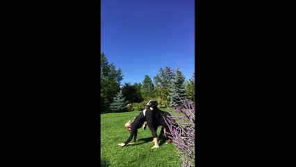 Session de Yoga dans le jardin.. sabotée par ce gros chien lol