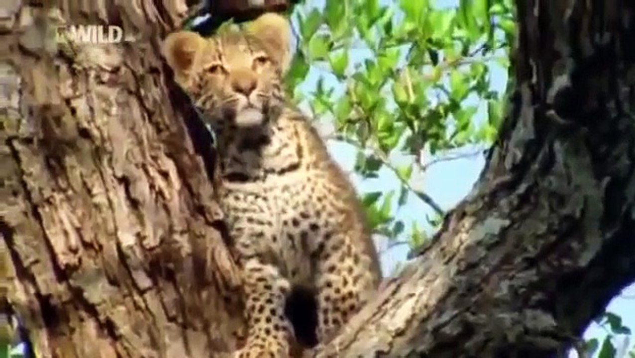 The Leopard Queen [Nature/Wildlife Documentary]