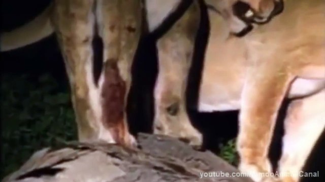 Leon Macho Salva a Leonas de Hienas leones vs hienas