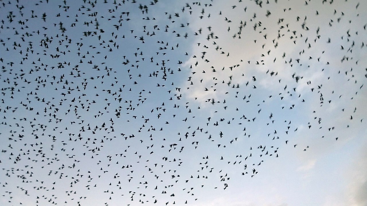 Stare sammeln sich zum Zug
