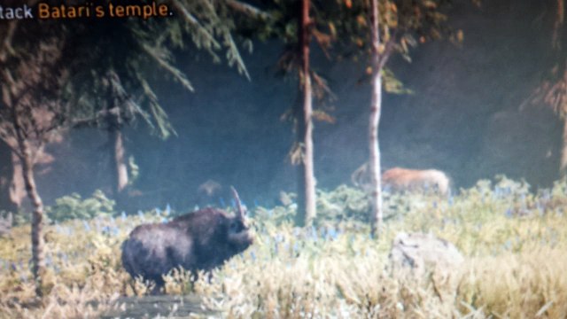 Woolly Rhinos grazing on the Riverbanks