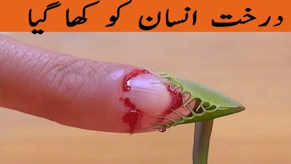 درخت انسان کو کھا گیا