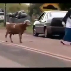 Önüne Gelene Kafa Tutan Koç Çok Komik