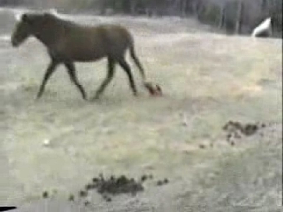 Animaux gag
