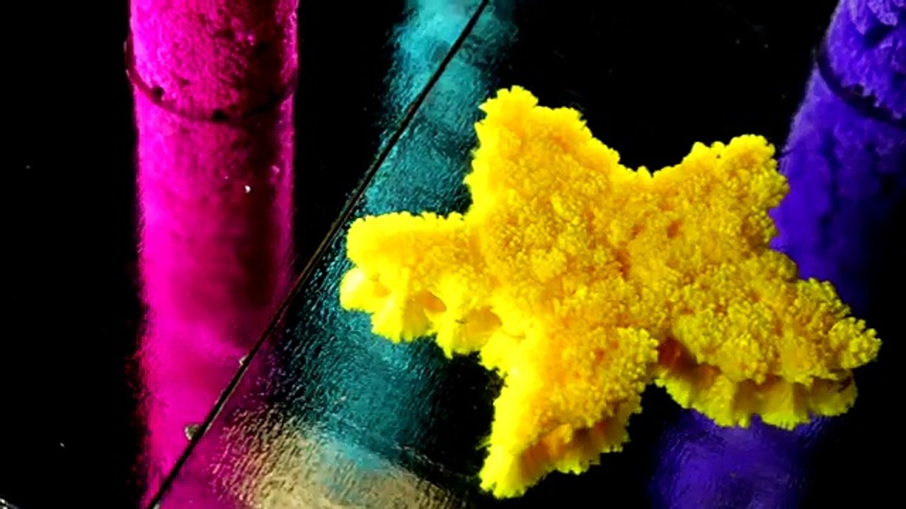 Pom Pom Your World: SOFIE DOSSI the Contortionist | Official PomPom Wow