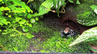 BEGINNERS GUIDE TO DART FROGS!!