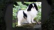 Japanese Chin dogs - Lovely dogs ! Very lovely !