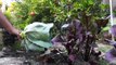 A Complete Guide To Growing Cabbage In Containers & Raised Beds