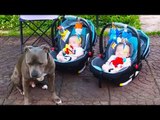 Funny Dogs Protecting Babies Compilation