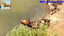 하이에나 대 야생 개 야생 동물 싸움 아프리카 야생 개는 사슴 대 멧돼지 대 하이에나를 공격