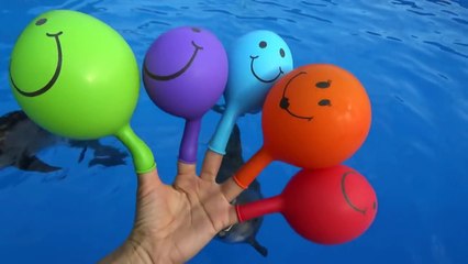 Finger Family song with swimming dolphins in a pool Learn colors video