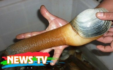 Điểm danh những loài vật có “cậu nhỏ” kỳ lạ nhất