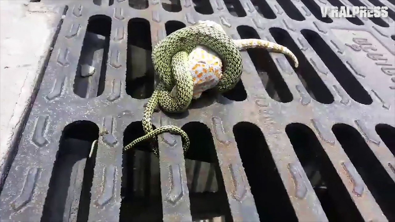 Lizard Escapes After Being Caught By Snake