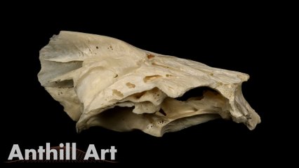 Casting the Inside of a Fish Skull with Molten Aluminum