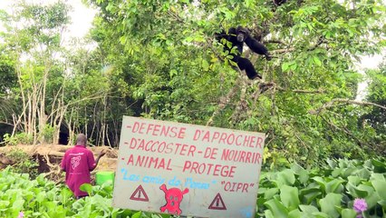 Affe Ponso und sein einsames Inselleben