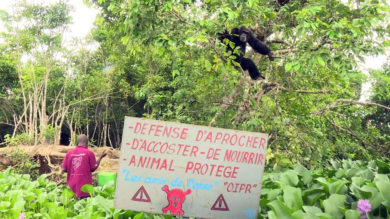 Affe ponso und sein einsames inselleben