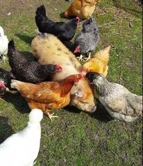 Hilarious animals When animals are too funny