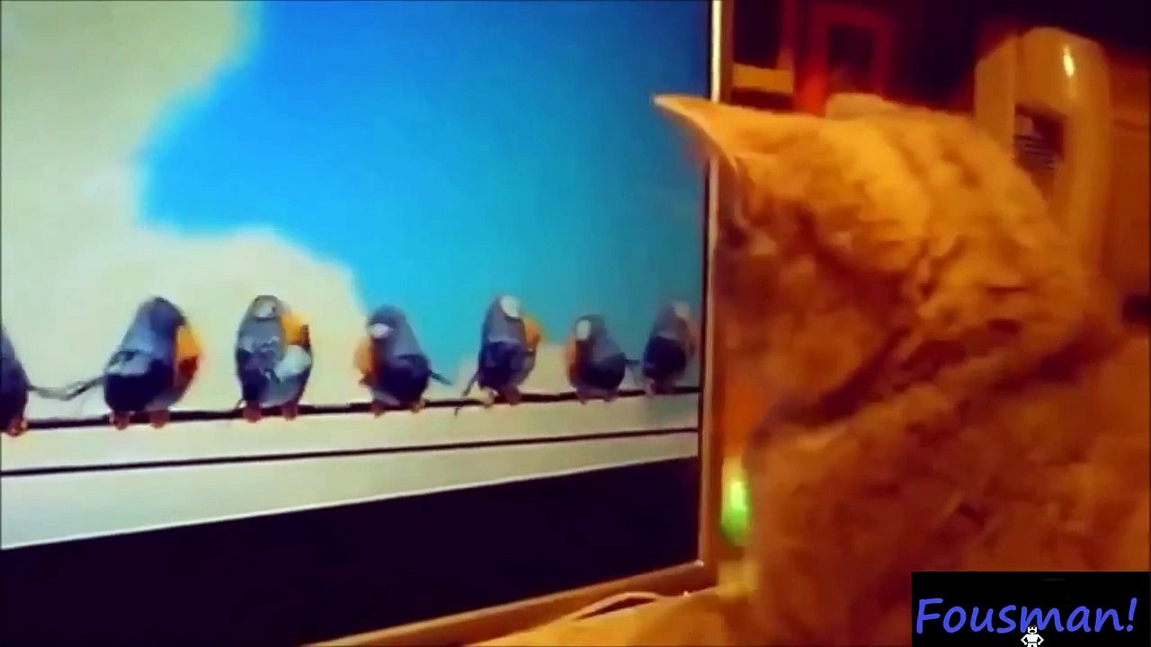 Bu kediler çıldırmış -)