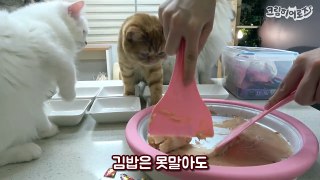 고양이 철판 아이스크림