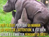 Ce bébé rhinocéros est prêt à tout pour recevoir l'attention de sa mère !