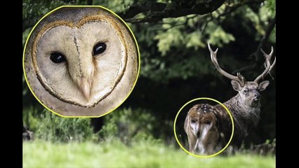 Un cerf a un hibou sur son derrière, une photo prise sur le vif à l'illusion parfaite
