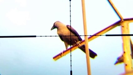 English sparrow doves and crow hunting and shooting