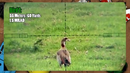 pcp airgun duck hunting