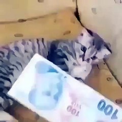 Evde Sahip Parası Yiyen Kedi