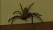 Une géante araignée de 10cm dans la chambre des enfants en Australie !
