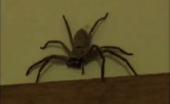 Une géante araignée de 10cm dans la chambre des enfants en Australie !