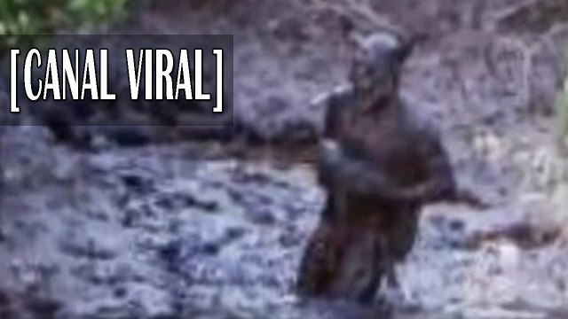 Recopilación videos de extraños seres paranormales | Videos de terror | Demonologia | Paranormal