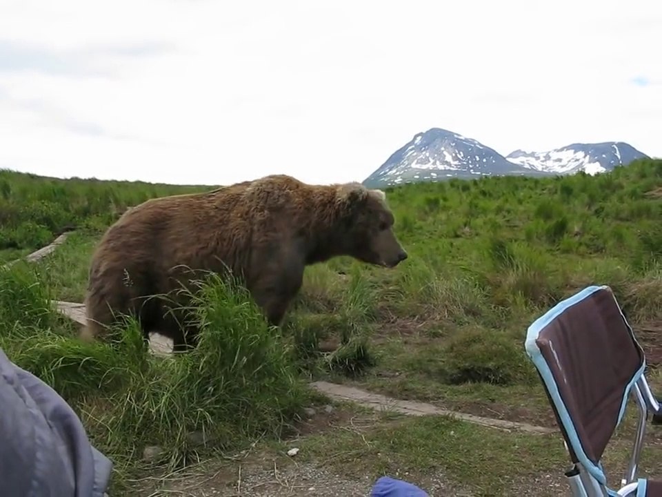 bear sits next to guy!!