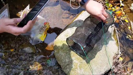 [실시간상황] 다이소 통발 + 생삼겹살의 위력!! 대박이야!