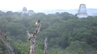 Vue de Tikal du tempe IV