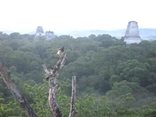 Vue de Tikal du tempe IV
