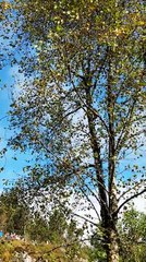 Une foule encourage un écureuil