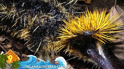 15 Unreal Creatures Explained