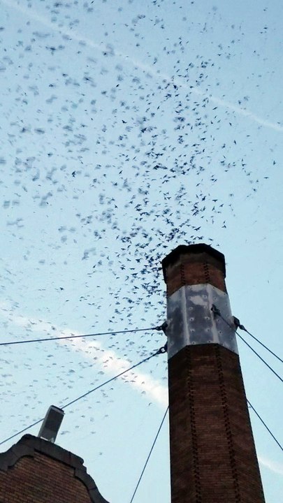 Portland Swift Watch 2017