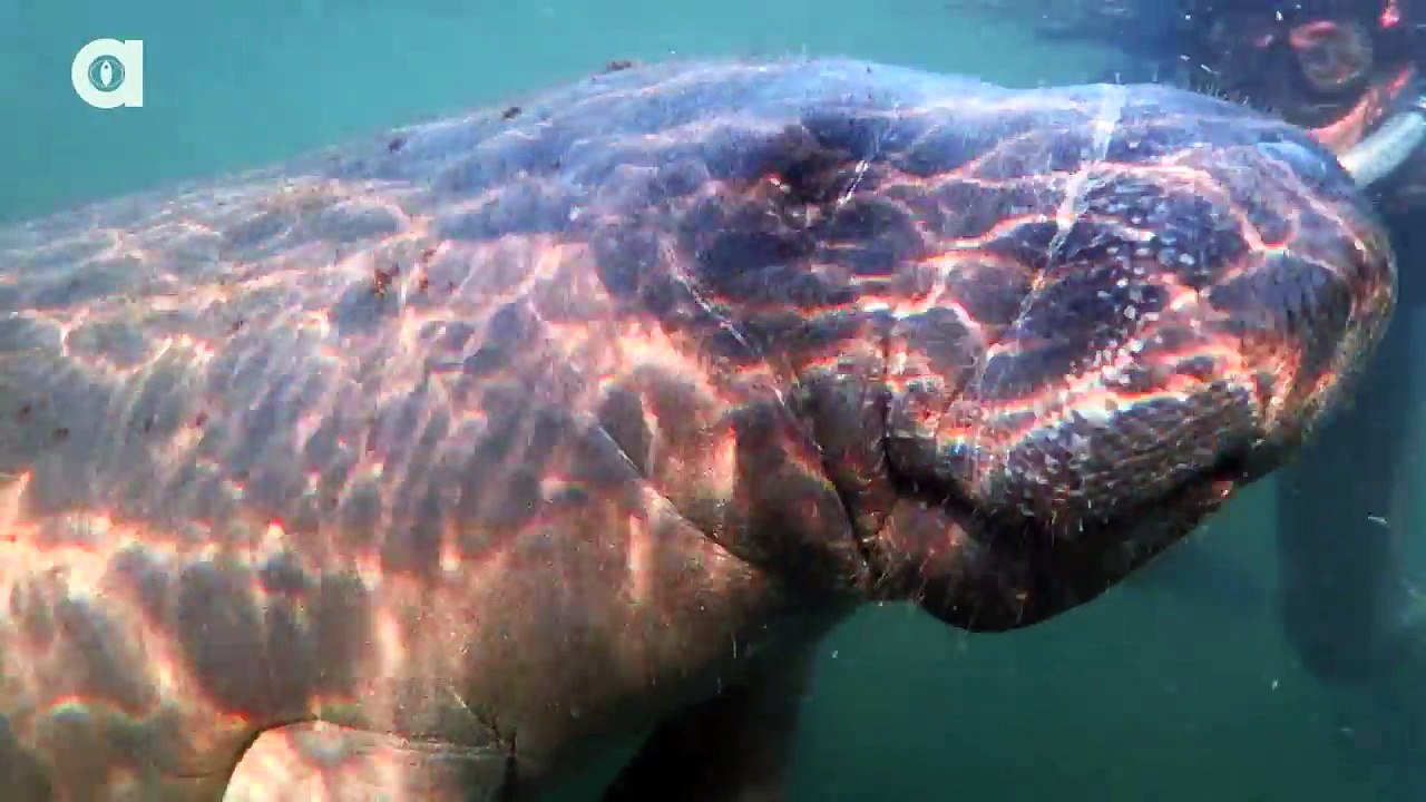 Swimming with Giants!