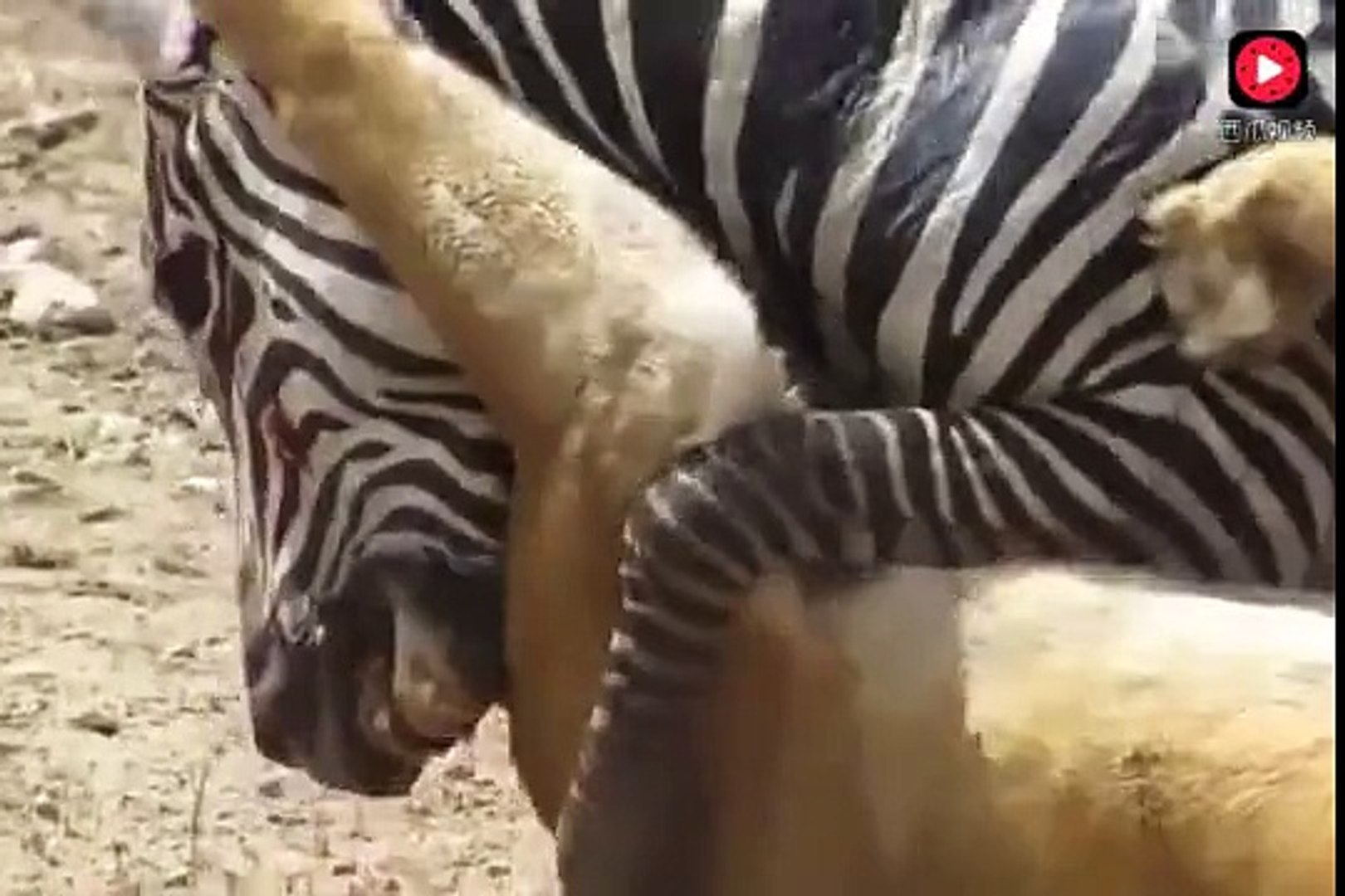 ⁣狮子捕杀失败的瞬间，辛苦半天没到手