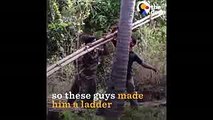 Men Build Leopard Trapped in DEEP Well a Ladder to Escape   The Dodo