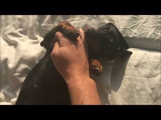 Young Dachshund Can't Get Enough of Belly Rubs