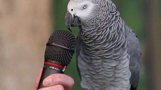 World in best Parrot talk Funny