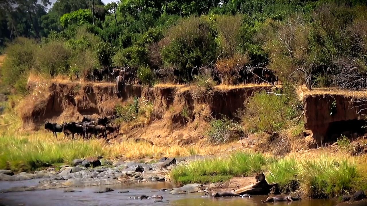 Hippo Gives Birth - Saves Newborn From Croc